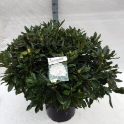 Rhododendron (Rhododendron 'Cunningham White') -Green Roots Exporteren Winkel rho. cunningh white c40 2