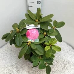 Rhododendron (Rhododendron 'Germania') 31 Rhododendron (Rhododendron 'Germania') -Green Roots Exporteren Winkel rho. germania c10 50 cm 1