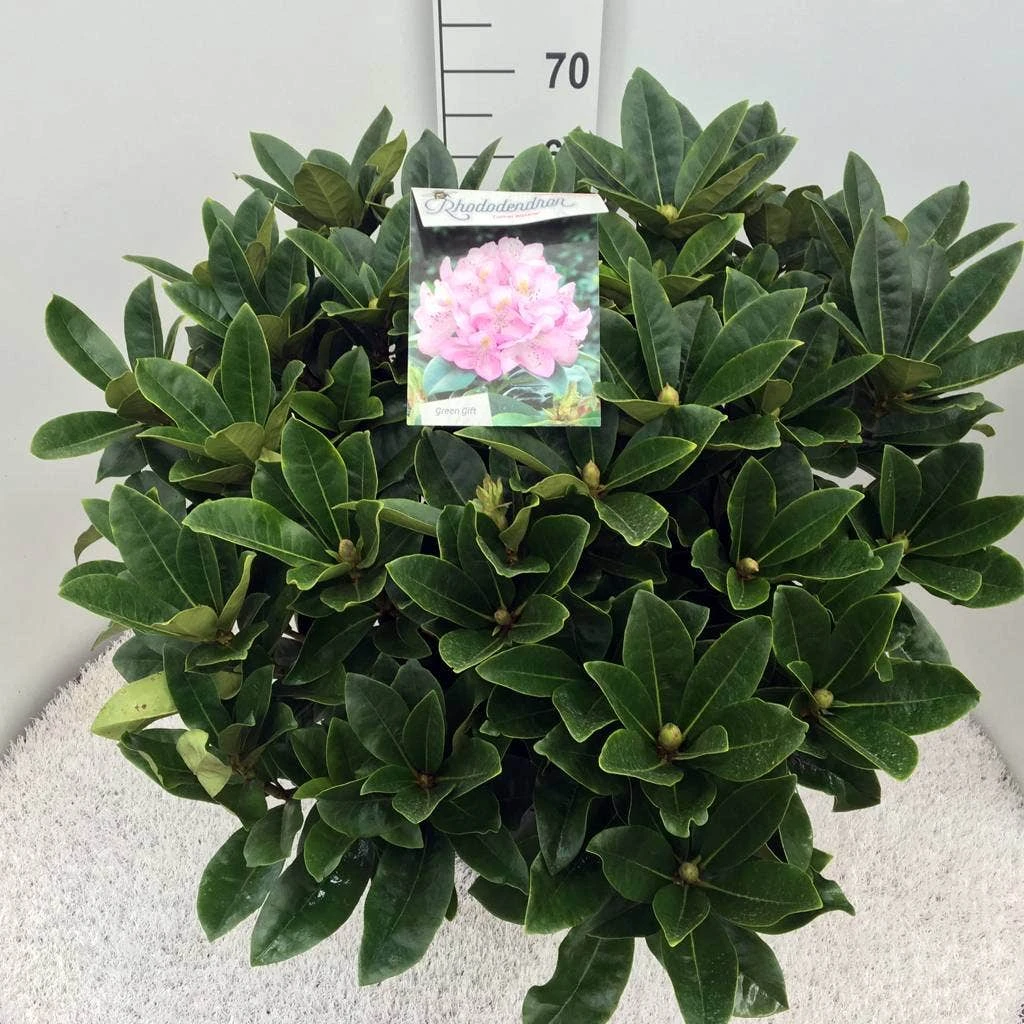 Rhododendron (Rhododendron 'Gomer Waterer') 5 Rhododendron (Rhododendron 'Gomer Waterer') - Afbeelding 5