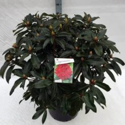 Rhododendron (Rhododendron 'Halfdan Lem') -Green Roots Exporteren Winkel rho. halfdan lem c40