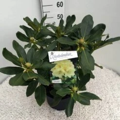 Rhododendron (Rhododendron 'Horizon Monarch') -Green Roots Exporteren Winkel rho. horizon monarch c10 50 cm