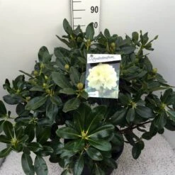 Rhododendron (Rhododendron 'Horizon Monarch') -Green Roots Exporteren Winkel rho. horizon monarch c20 1