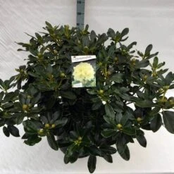 Rhododendron (Rhododendron 'Horizon Monarch') -Green Roots Exporteren Winkel rho. horizon monarch c40 1