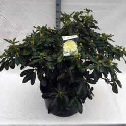 Rhododendron (Rhododendron 'Horizon Monarch') -Green Roots Exporteren Winkel rho. horizon monarch c80