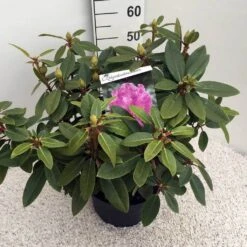 Rhododendron (Rhododendron 'Kokardia') -Green Roots Exporteren Winkel rho. kokardia c10 50 cm 1