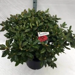 Rhododendron (Rhododendron 'Lord Roberts') 11 Rhododendron (Rhododendron 'Lord Roberts') -Green Roots Exporteren Winkel rho. lord roberts c40