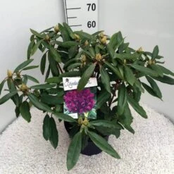 Rhododendron (Rhododendron 'Marcel Menard') -Green Roots Exporteren Winkel rho. marcel menard c10 50 cm 1