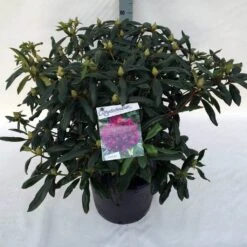 Rhododendron (Rhododendron 'Marcel Menard') -Green Roots Exporteren Winkel rho. marcel menard c30 1