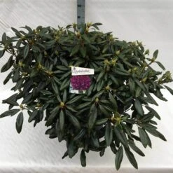 Rhododendron (Rhododendron 'Marcel Menard') -Green Roots Exporteren Winkel rho. marcel menard c40