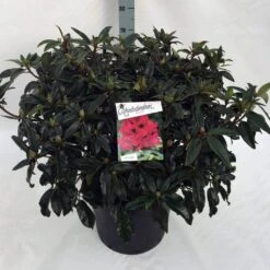 Rhododendron (Rhododendron 'Marie Forte') -Green Roots Exporteren Winkel rho. marie forte c30 1
