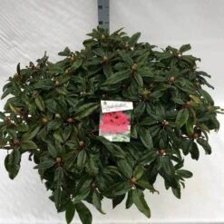 Rhododendron (Rhododendron 'Marie Forte') -Green Roots Exporteren Winkel rho. marie forte c40 1