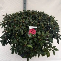 Rhododendron (Rhododendron 'Marie Forte') -Green Roots Exporteren Winkel rho. marie forte c80 1