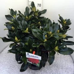 Rhododendron (Rhododendron 'Markeeta's Prize') -Green Roots Exporteren Winkel rho. markeeta s prize c20