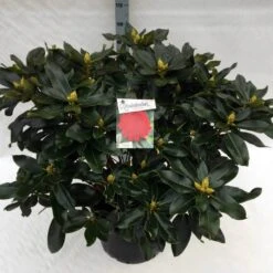 Rhododendron (Rhododendron 'Markeeta's Prize') -Green Roots Exporteren Winkel rho. markeeta s prize c40