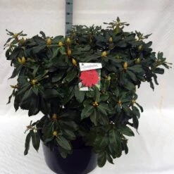 Rhododendron (Rhododendron 'Markeeta's Prize') -Green Roots Exporteren Winkel rho. markeeta s prize c80 2
