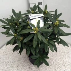 Rhododendron (Rhododendron 'Madame Masson') -Green Roots Exporteren Winkel rho. mme masson c10 50 cm