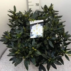 Rhododendron (Rhododendron 'Madame Masson') -Green Roots Exporteren Winkel rho. mme masson c20 1
