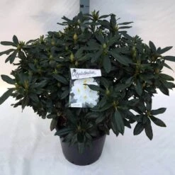 Rhododendron (Rhododendron 'Madame Masson') -Green Roots Exporteren Winkel rho. mme masson c30
