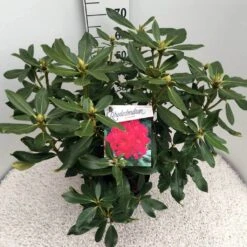 Rhododendron (Rhododendron 'Nova Zembla') -Green Roots Exporteren Winkel rho. nova zembla c10 50 cm 1