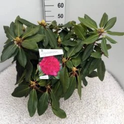 Rhododendron (Rhododendron 'American Beauty') 14 Rhododendron (Rhododendron 'American Beauty') -Green Roots Exporteren Winkel rho. p. a. beauty c10 50 cm 2