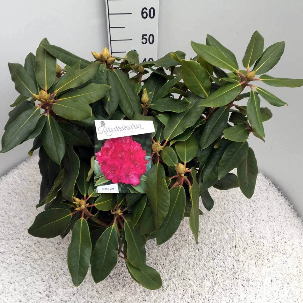 Rhododendron (Rhododendron 'American Beauty') 4 Rhododendron (Rhododendron 'American Beauty') - Afbeelding 4