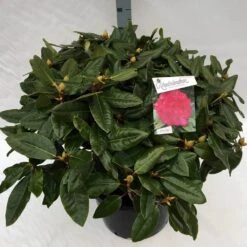 Rhododendron (Rhododendron 'American Beauty') -Green Roots Exporteren Winkel rho. pierce amercian beauty c40