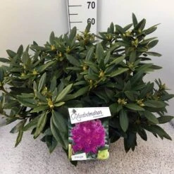 Rhododendron (Rhododendron 'Polarnacht') -Green Roots Exporteren Winkel rho. polarnacht c20 1