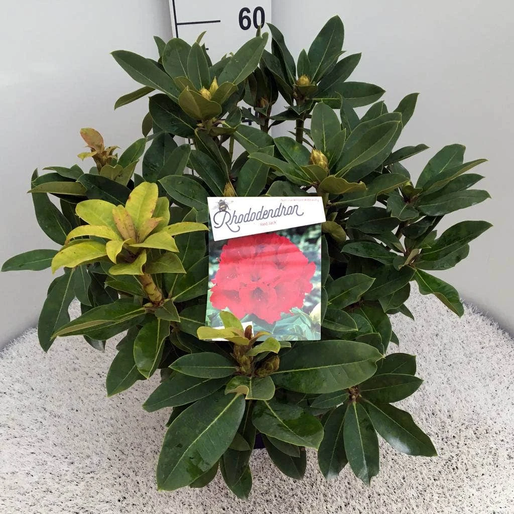 Rhododendron (Rhododendron 'Red Jack') 6 Rhododendron (Rhododendron 'Red Jack') - Afbeelding 6