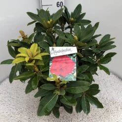 Rhododendron (Rhododendron 'Red Jack') -Green Roots Exporteren Winkel rho. red jack c10 50 cm