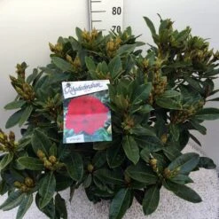 Rhododendron (Rhododendron 'Red Jack') -Green Roots Exporteren Winkel rho. red jack c20 2
