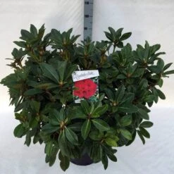 Rhododendron (Rhododendron 'Red Jack') -Green Roots Exporteren Winkel rho. red jack c30