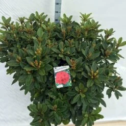 Rhododendron (Rhododendron 'Red Jack') -Green Roots Exporteren Winkel rho. red jack c40