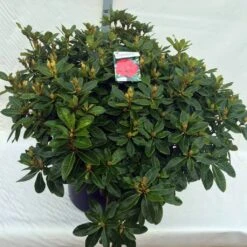 Rhododendron (Rhododendron 'Red Jack') 37 Rhododendron (Rhododendron 'Red Jack') -Green Roots Exporteren Winkel rho. red jack c80 1
