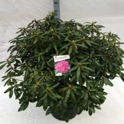 Rhododendron (Rhododendron 'Roseum Elegans') -Green Roots Exporteren Winkel rho. roseum elegans c40