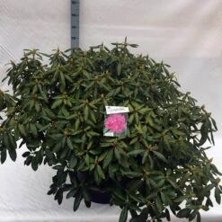 Rhododendron (Rhododendron 'Roseum Elegans') -Green Roots Exporteren Winkel rho. roseum elegans c80 2