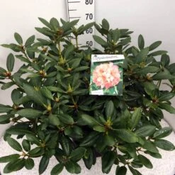 Rhododendron (Rhododendron 'Virginia Richards') -Green Roots Exporteren Winkel rho. virg. richards c20