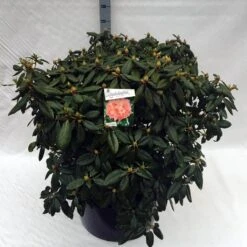 Rhododendron (Rhododendron 'Virginia Richards') -Green Roots Exporteren Winkel rho. virginia richards c80 1