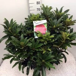 Rhododendron (Rhododendron 'Wilgen's Ruby') 23 Rhododendron (Rhododendron 'Wilgen's Ruby') -Green Roots Exporteren Winkel rho. wilgens ruby c20