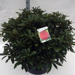 Rhododendron (Rhododendron 'Wilgen's Ruby') 32 Rhododendron (Rhododendron 'Wilgen's Ruby') -Green Roots Exporteren Winkel rho. wilgens ruby c80 1