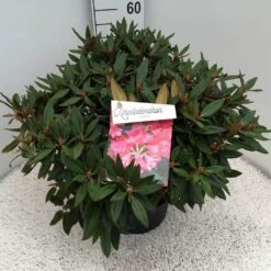 Rhododendron (Rhododendron 'Winsome') -Green Roots Exporteren Winkel rho. winsome c10 50 cm