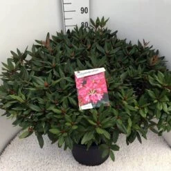 Rhododendron (Rhododendron 'Winsome') -Green Roots Exporteren Winkel rho. winsome c20