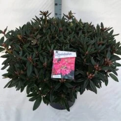 Rhododendron (Rhododendron 'Winsome') -Green Roots Exporteren Winkel rho. winsome c30