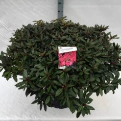 Rhododendron (Rhododendron 'Winsome') -Green Roots Exporteren Winkel rho. winsome c40