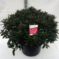 Rhododendron (Rhododendron 'Winsome') -Green Roots Exporteren Winkel rho. winsome c80 1