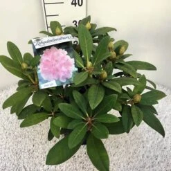 Rhododendron (Rhododendron 'Doc') -Green Roots Exporteren Winkel rho. y doc c5 2