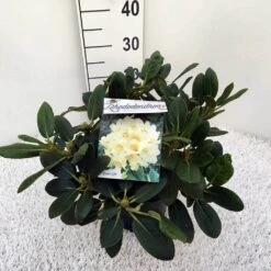 Rhododendron (Rhododendron 'Flava') -Green Roots Exporteren Winkel rho. y flava c5
