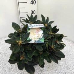 Dwergrhododendron (Rhododendron 'Golden Torch') 21 Dwergrhododendron (Rhododendron 'Golden Torch') -Green Roots Exporteren Winkel rho. y golden torch c5 2