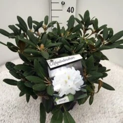 Dwergrhododendron (Rhododendron 'Porzellan') -Green Roots Exporteren Winkel rho. y porzelan c10