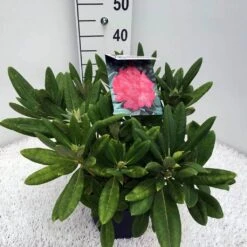 Dwergrhododendron (Rhododendron 'Sweet Sue') 5 Dwergrhododendron (Rhododendron 'Sweet Sue') -Green Roots Exporteren Winkel rho. y sweet sue c5 2