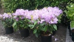 Rhododendron (Rhododendron Catawbiense 'Boursault') -Green Roots Exporteren Winkel rhodo boursault 2 2